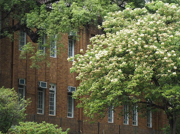 玛利诺修院学校（小学部）_8